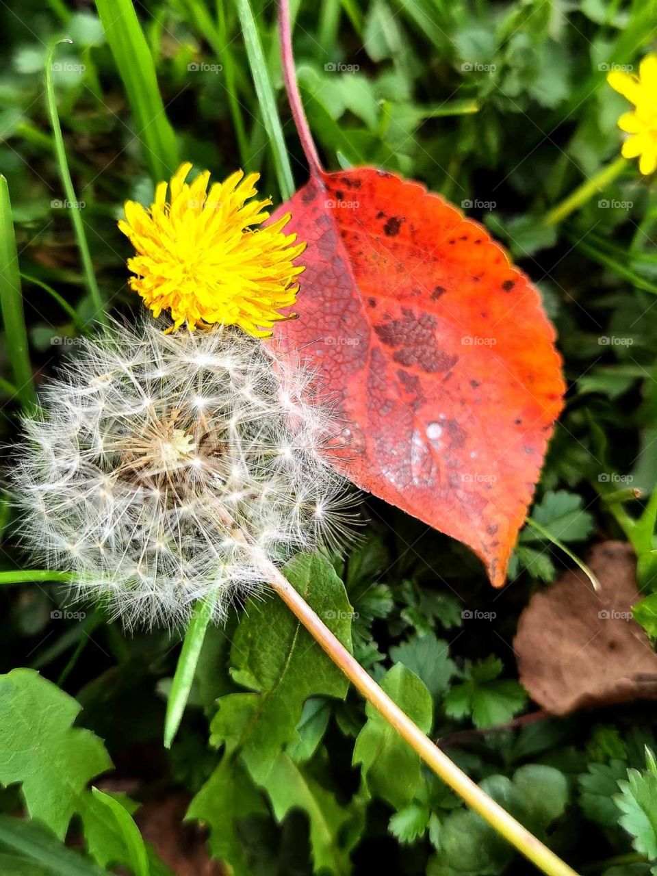 Nature! Autumn! Dandelion! 