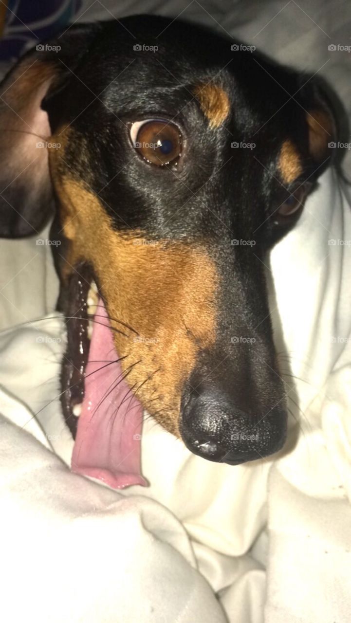dachshund with tongue out