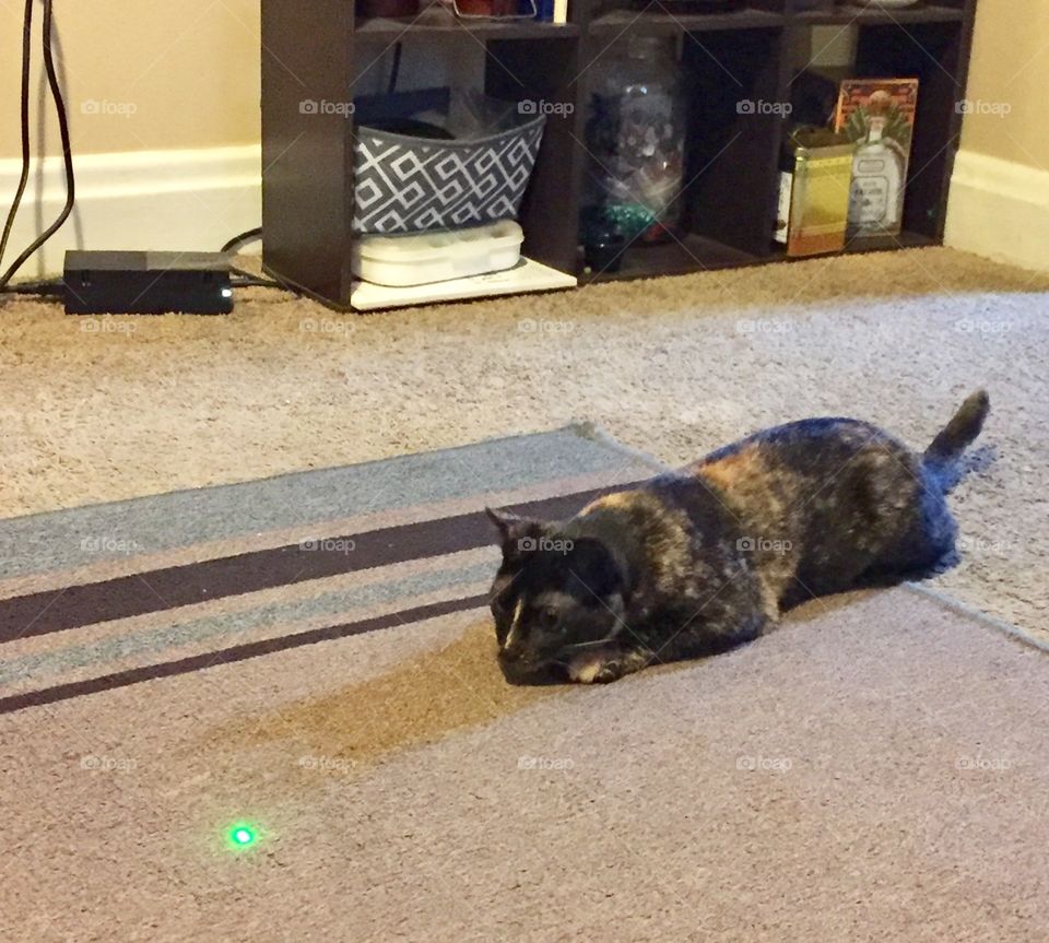 Kitty and laser pointer