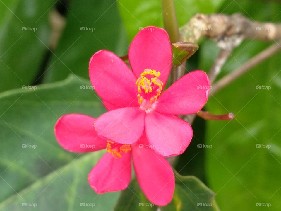 Red Cuty Flower