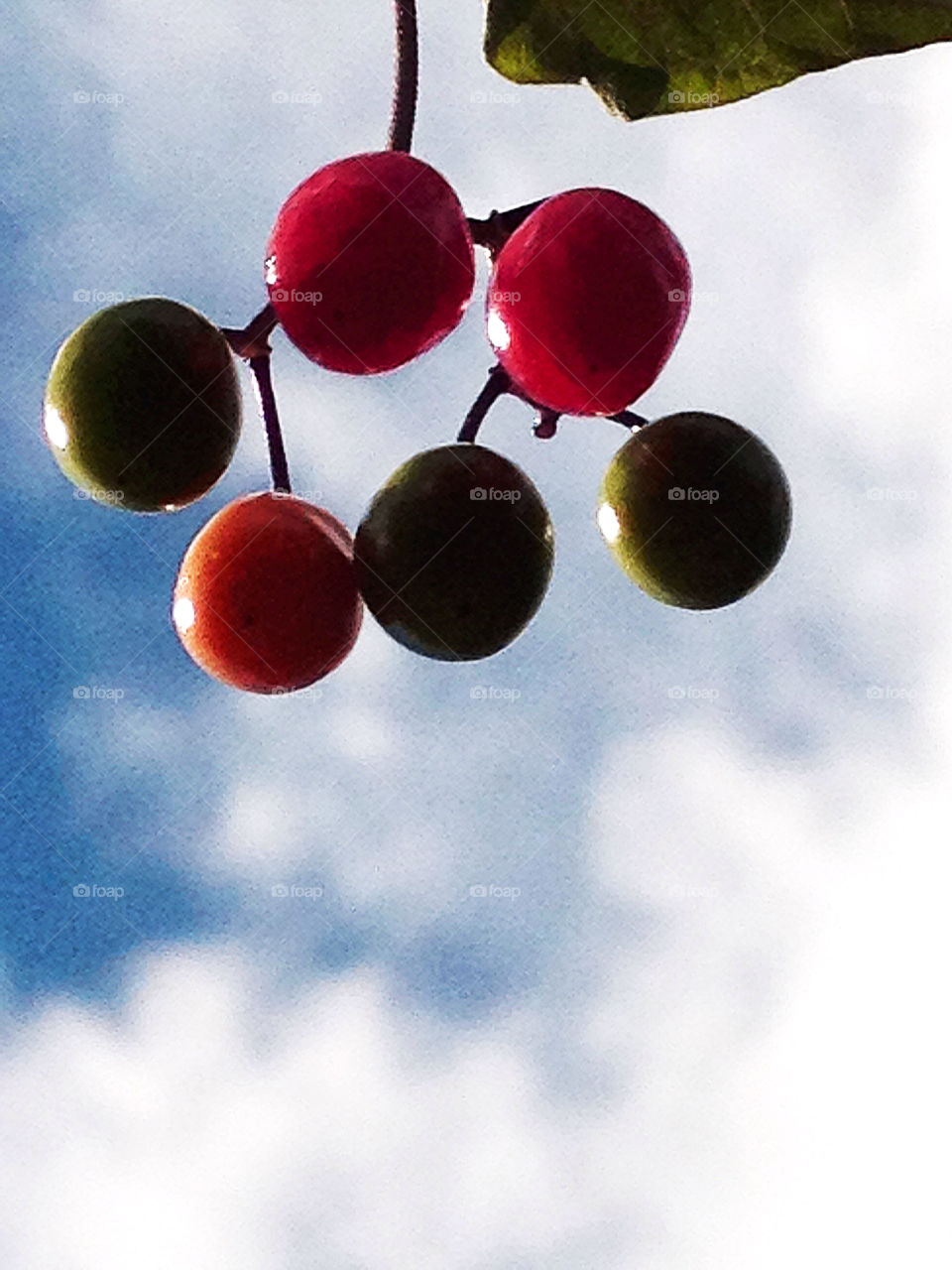 sky sweden garden macro by elluca