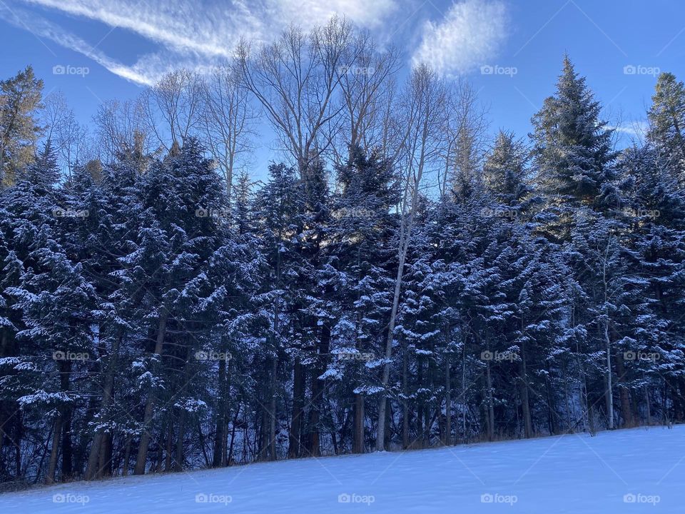 Snowy meadow surrounded by trees. 