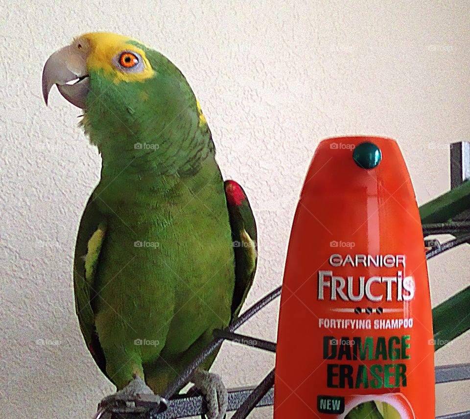 Garnier Fructis great product shown with a green Parrot.