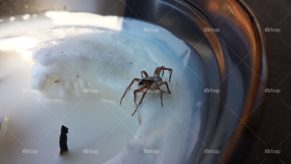 Spider trapped in wax.. spider was killed escaping candle, smothered in wax.
