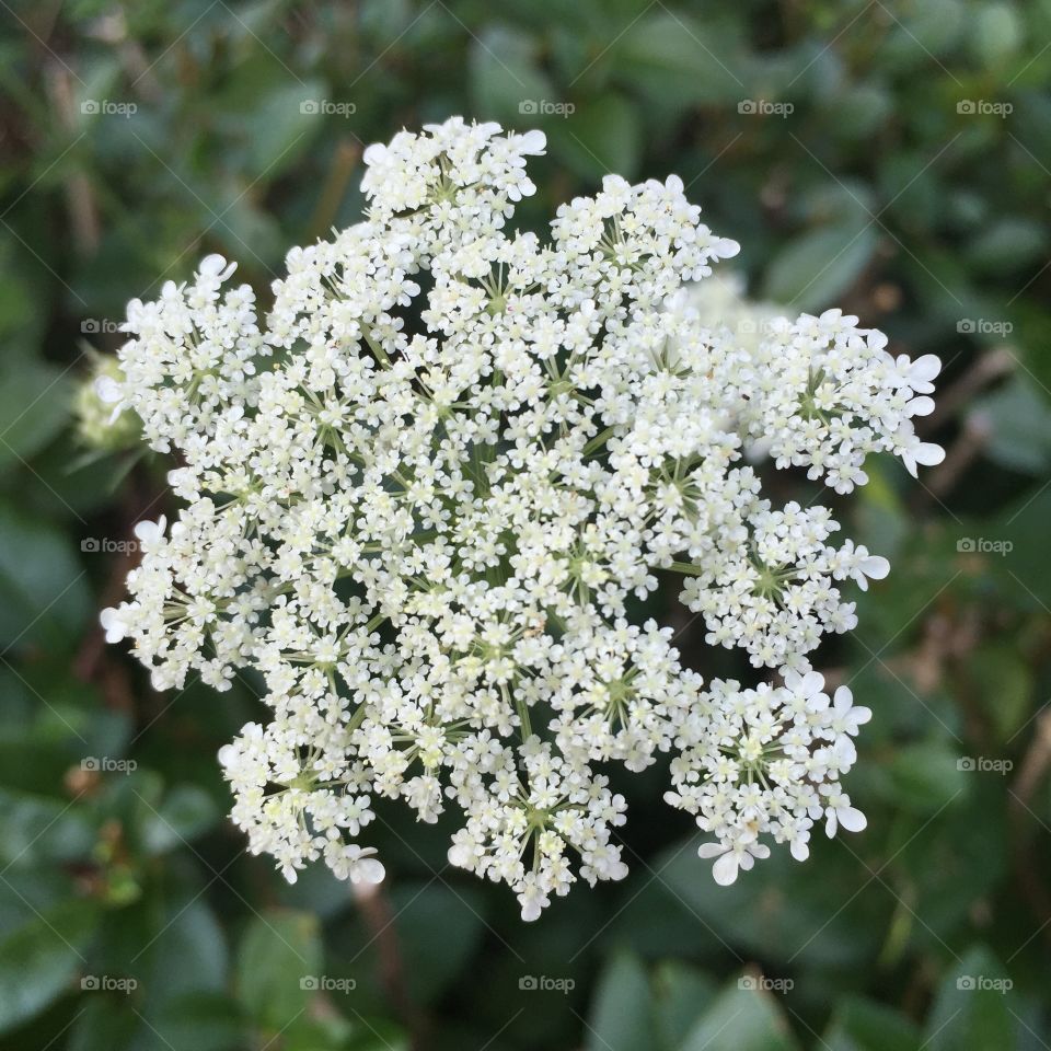 Flower, Flora, Shrub, Garden, Floral