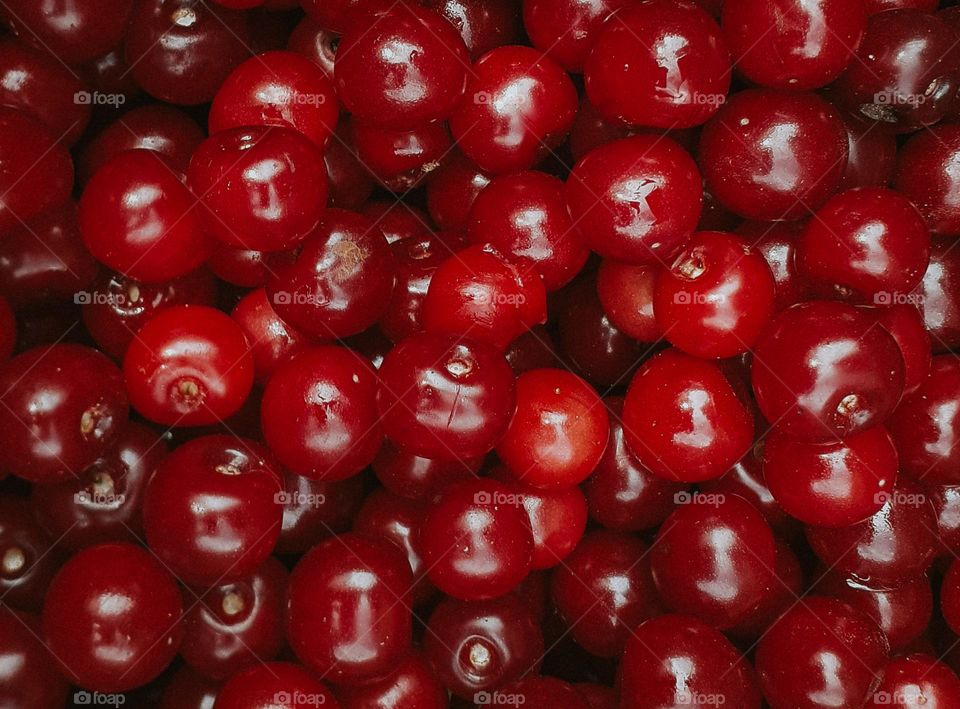 Ukrainian cherry