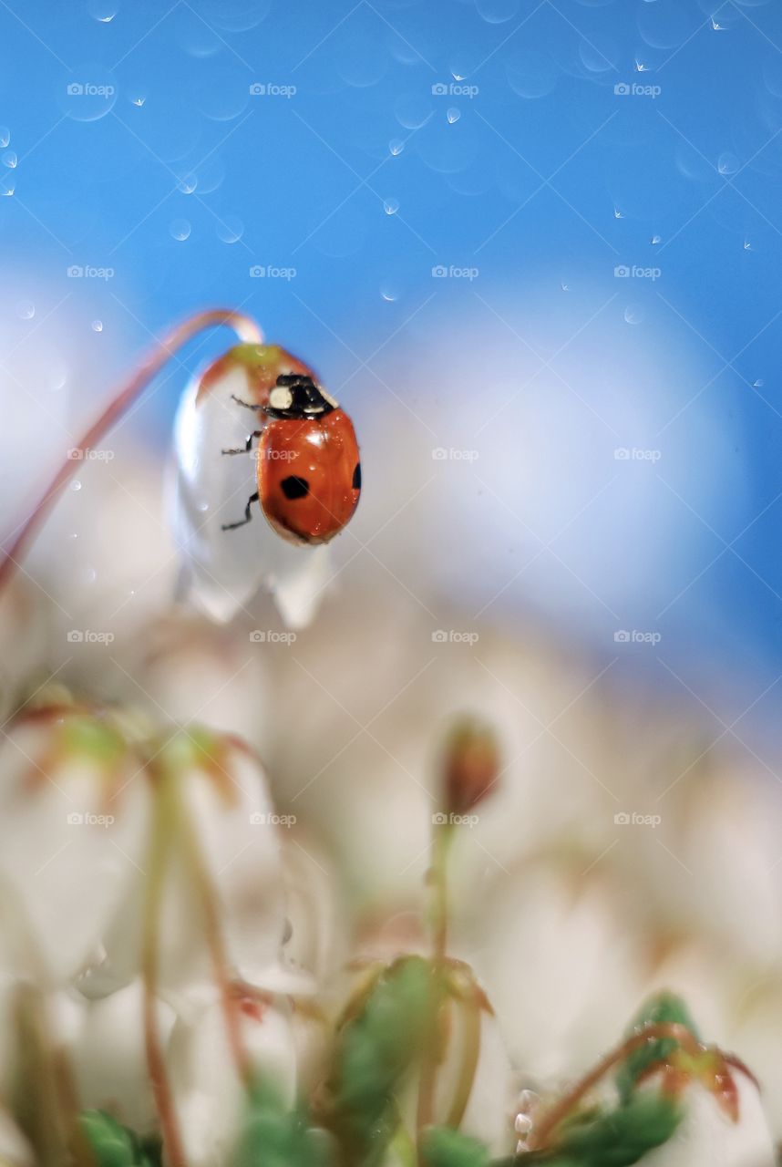 Ladybug on the flower 