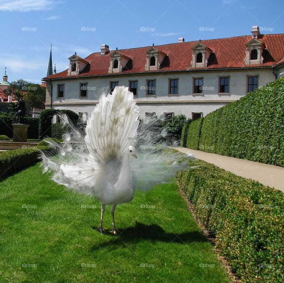 peacock albino bird, miracle , fauna , white, nature, travel 