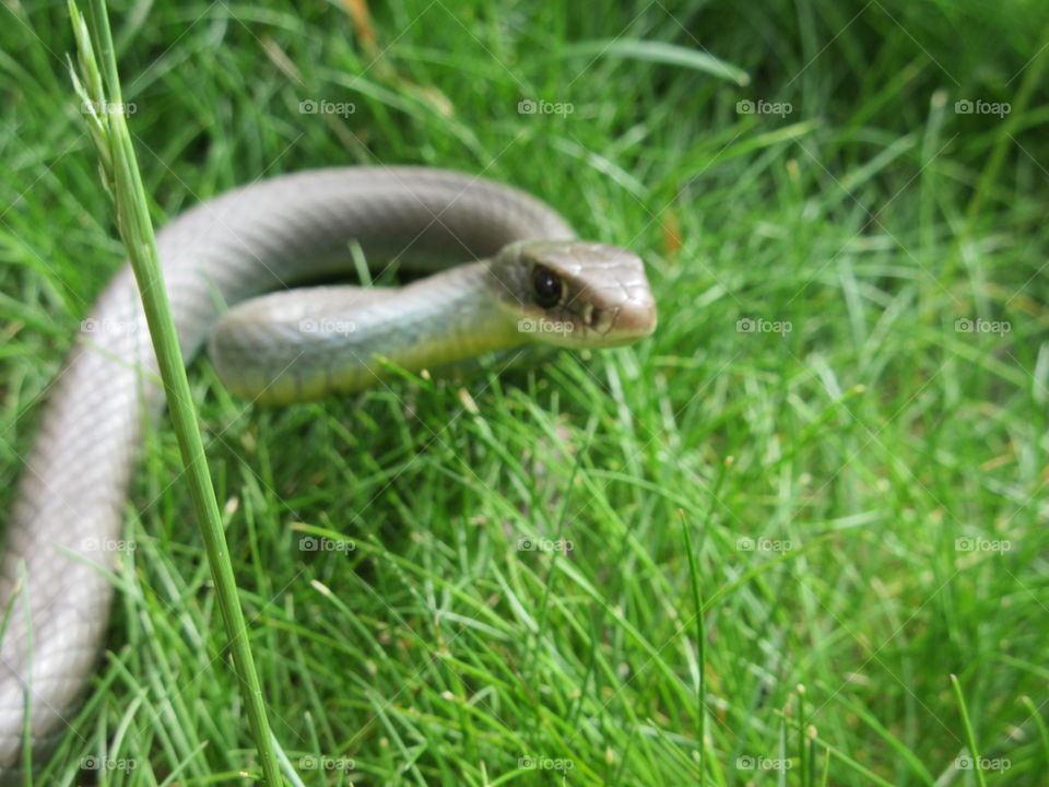 Yellow-bellied racer