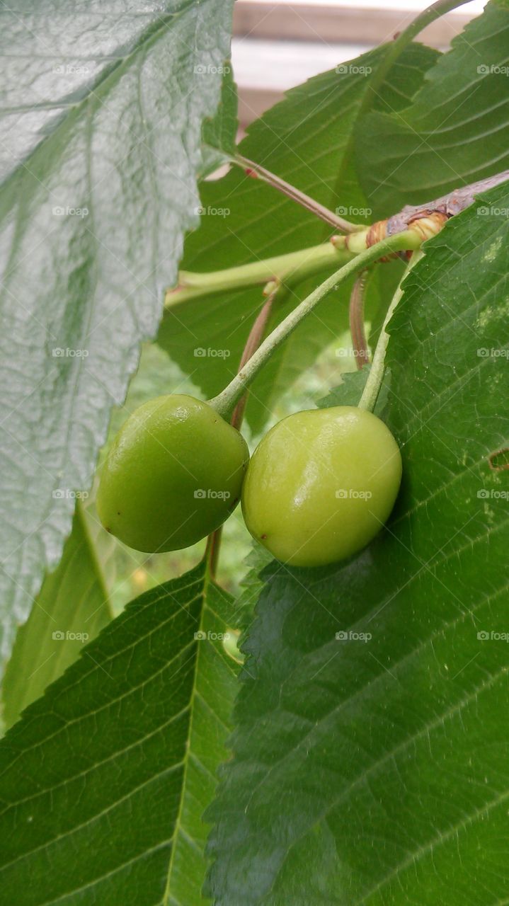 Leaf, Fruit, Nature, Food, No Person