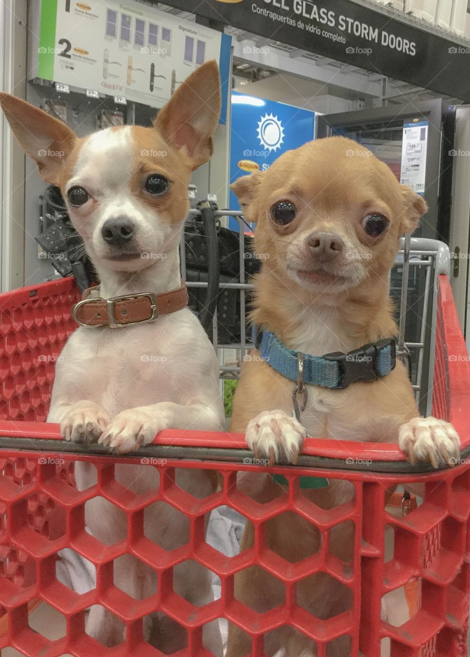 Chihuahuas chillin in the buggy at Lowes