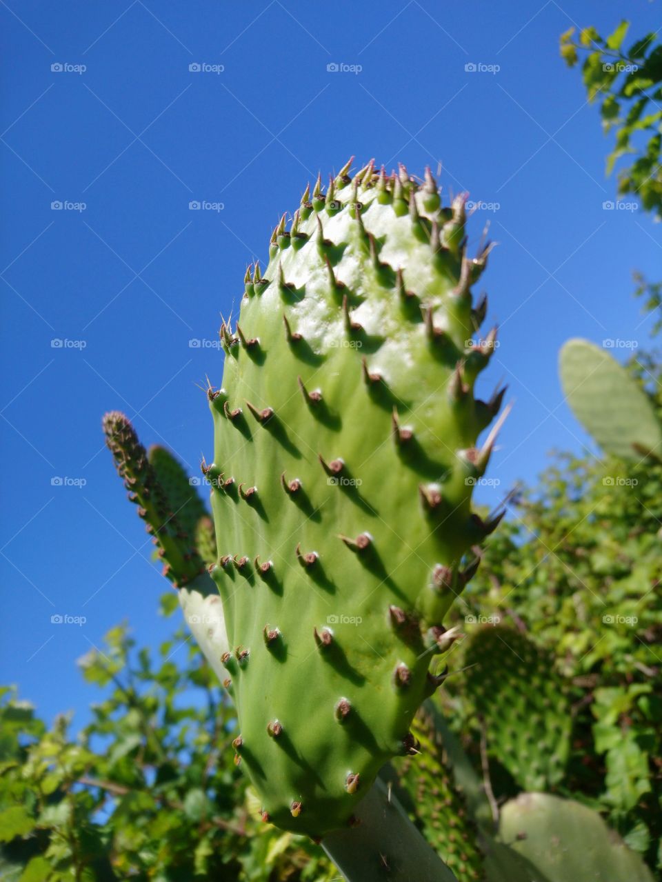 Cactus