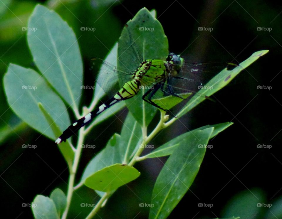 Green Landed Dragonfly 