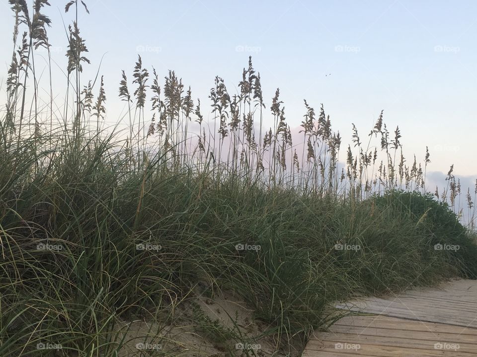 Sea oats along the boardwalk.