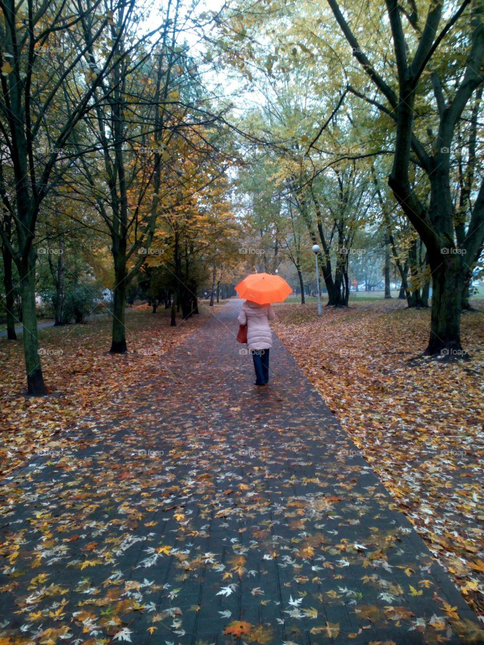 Fall, Tree, Leaf, Park, Wood