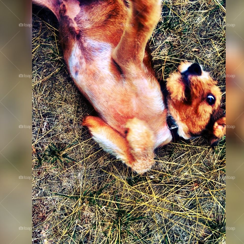 But first let me take a selfie. 😊 my dog xhonsi taking selfie 😂