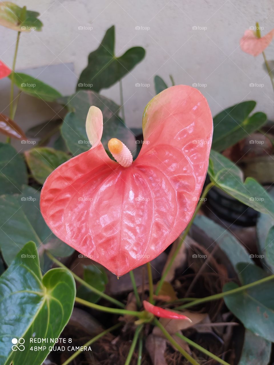 Nature, Leaf, Flora, Flower, Garden