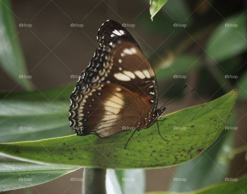 brown butterfly in leaf