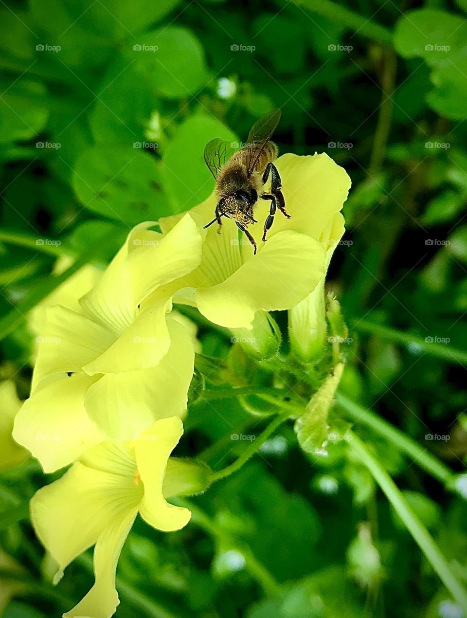 Bee Pollinating Flower