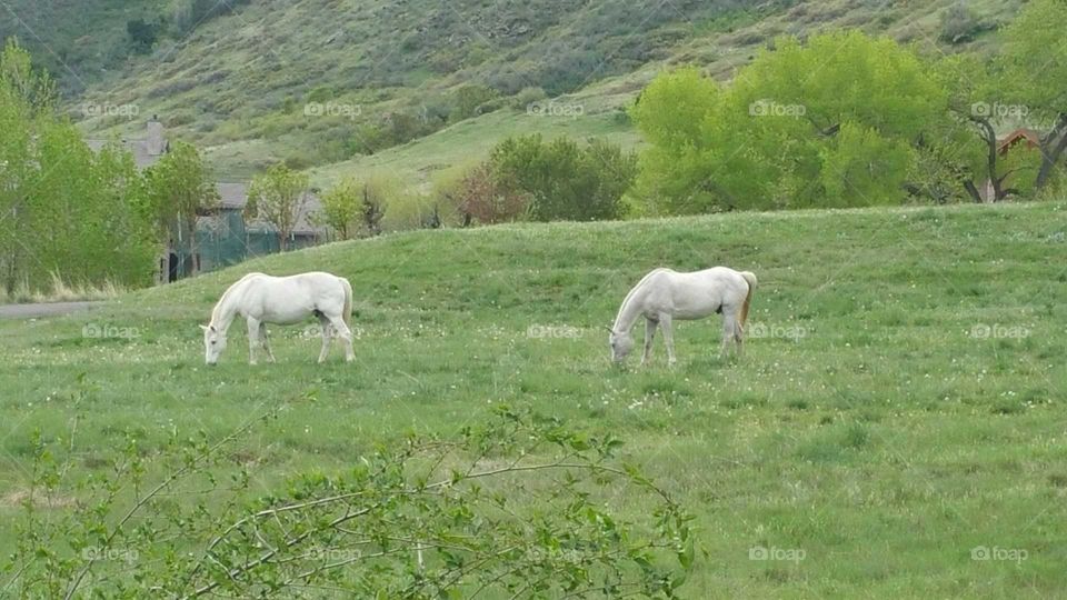 More Grazing Horses