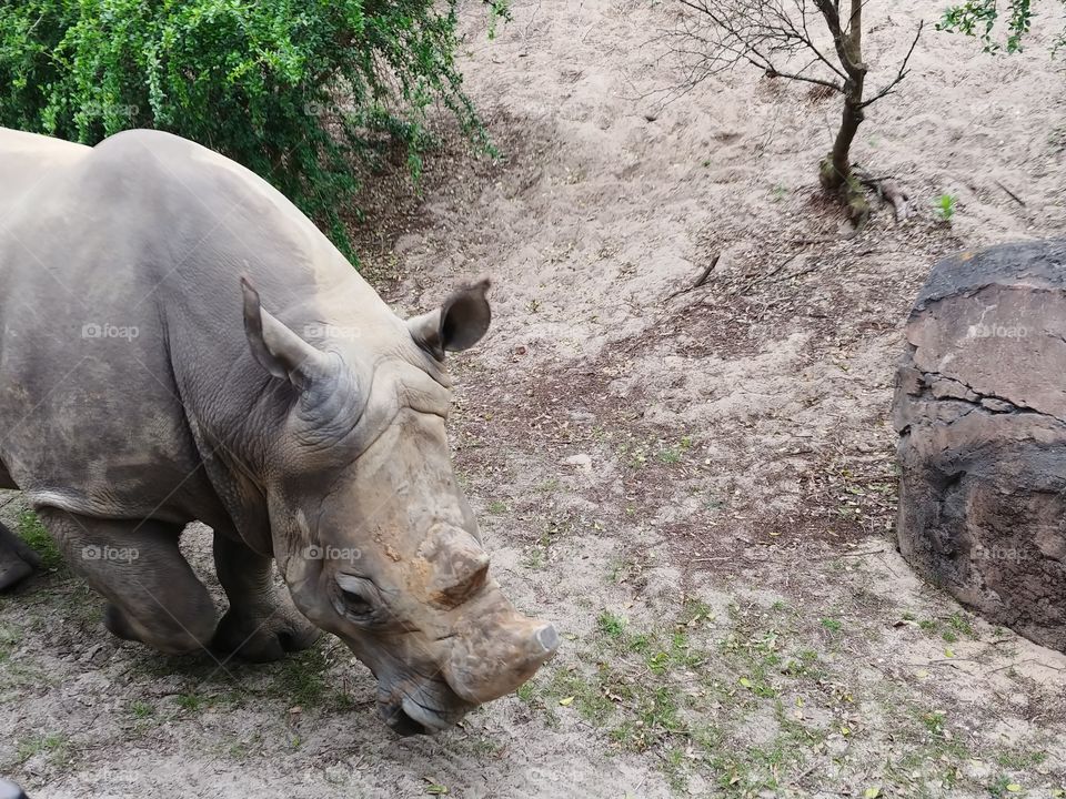 White Rhino decided to say, "Hi!" at Animal Kingdom, Disneyworld.