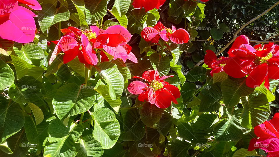 ARBUSTO POINSETTIAS