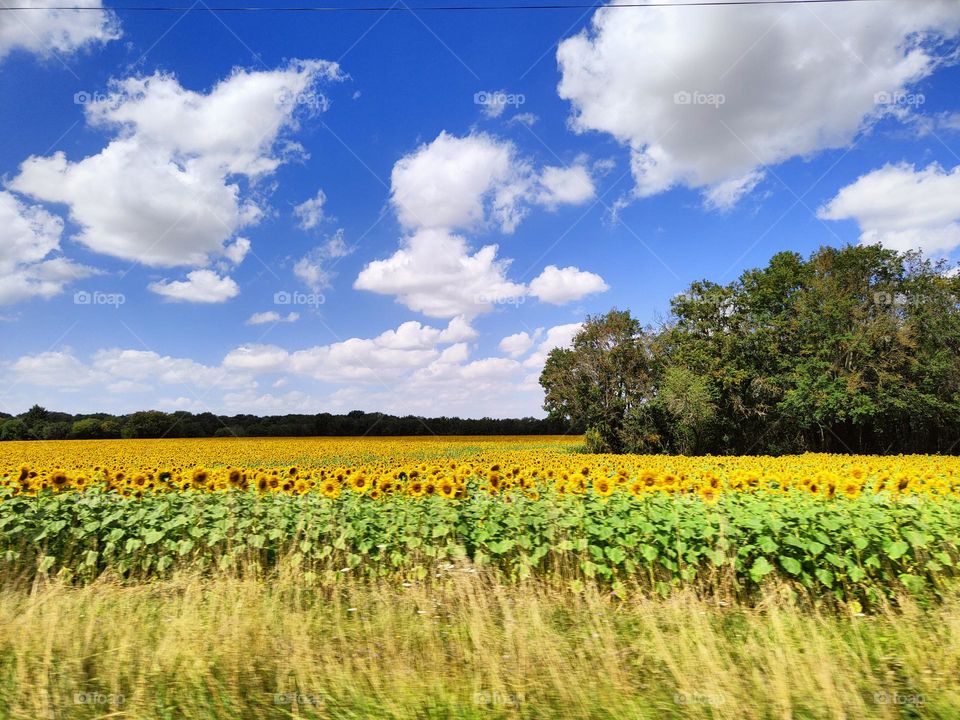 van Gogh landscape