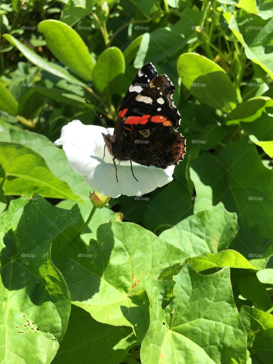 Colorful butterfly in Germany