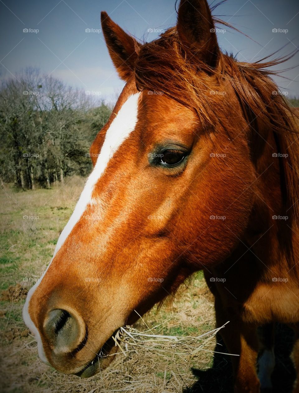 Close-up of horse