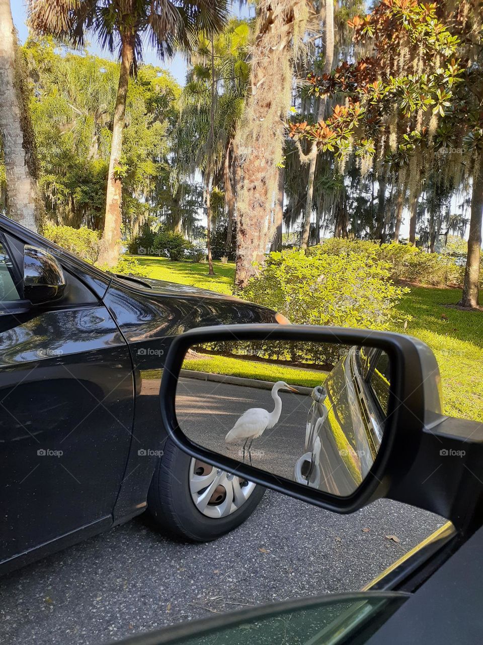 I was sitting in my car at a park when I noticed an Ibis next to my car. I wanted to take a pic of it but didn't want to scare it. Then I noticed I could see the ibis reflected in the side mirror so I took a picture of it instead.