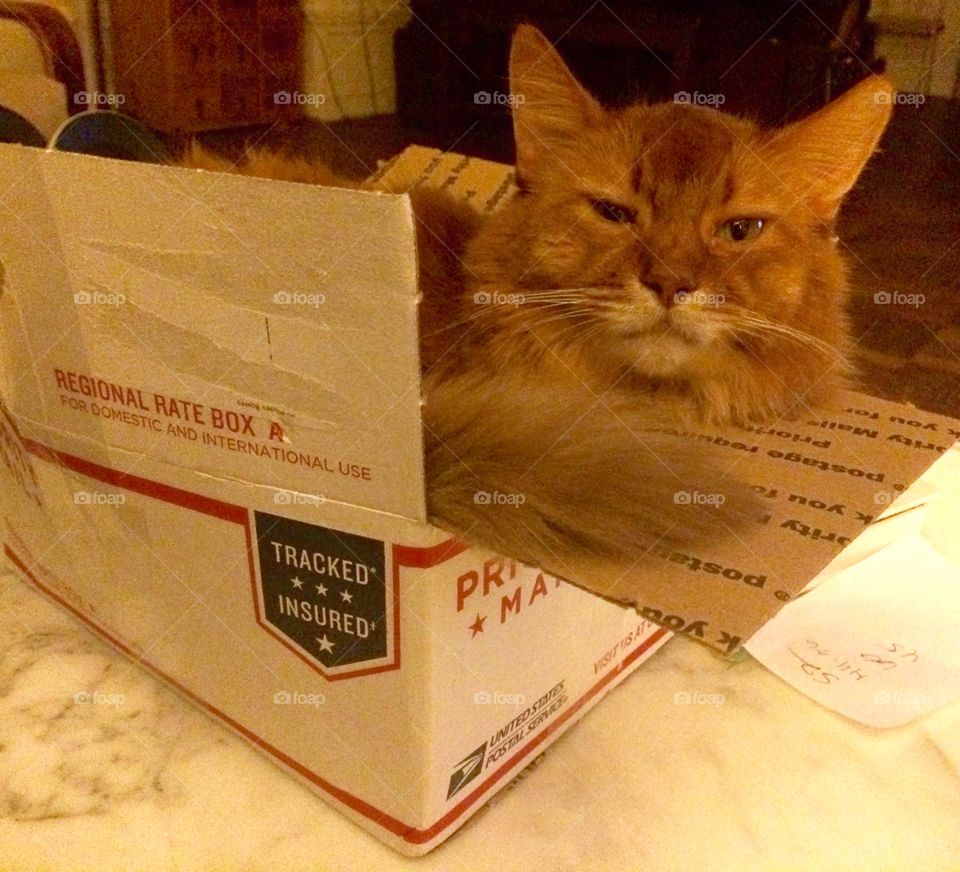 Cat + Box. A cat in his box