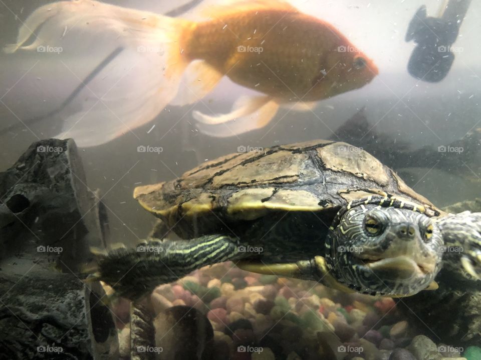 Map turtle and goldfish (Tank mates)