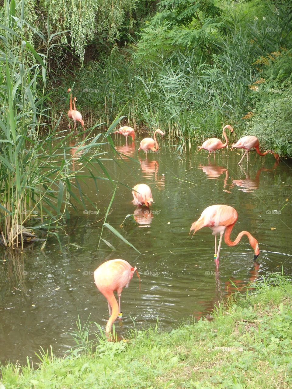 flamingos