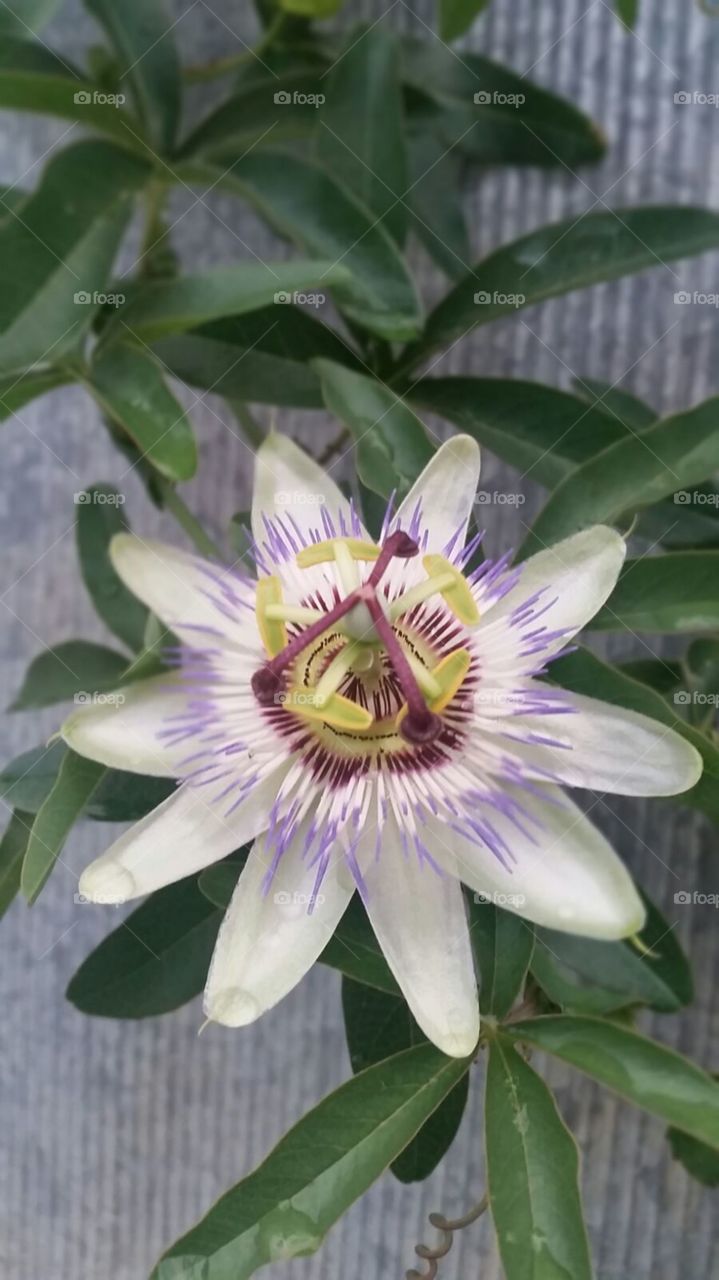 Closer picture of natures Passionfruit flower, Sydney