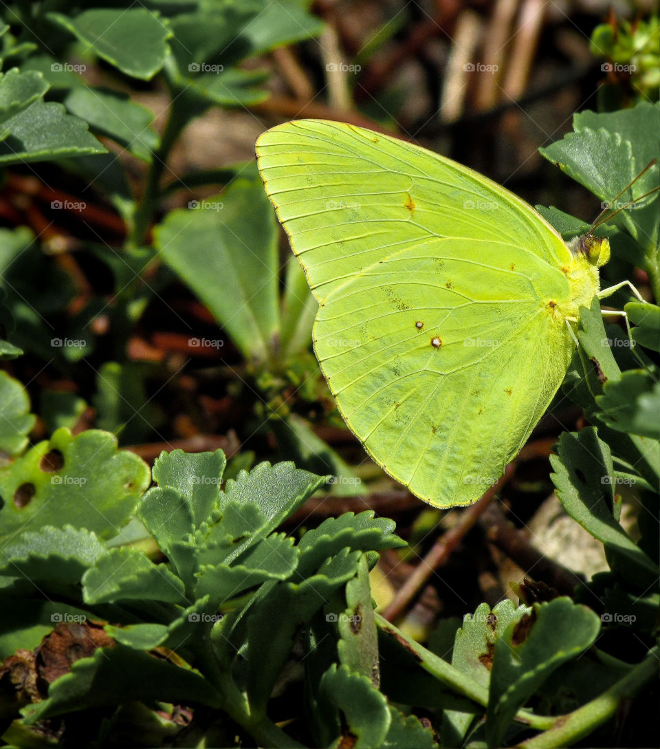 green leaves butterfly leaf by landon