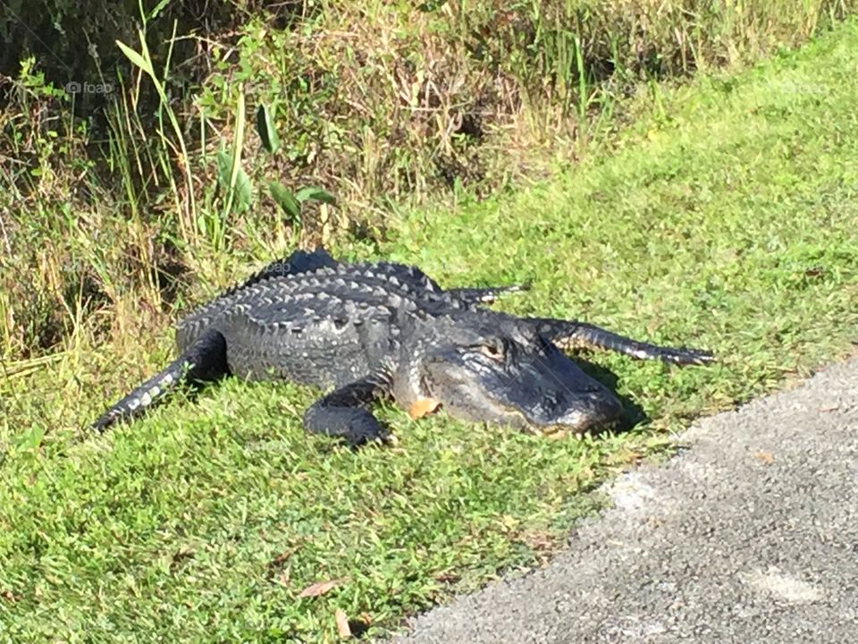 A watchful alligator near the pedestrian sidewalk in Everglades National Park. 