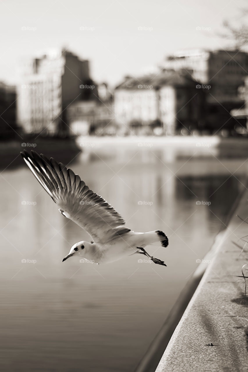 wing river bird flight by deemar