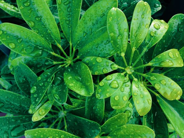 Water drops on green plants