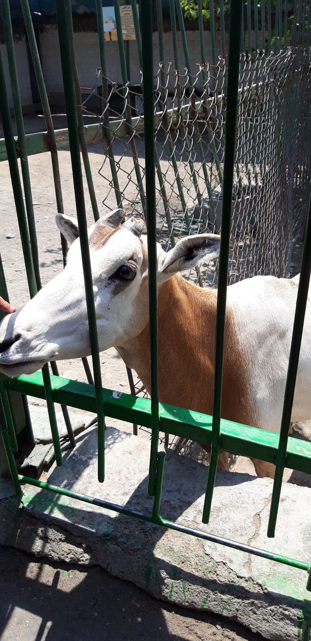 zoo