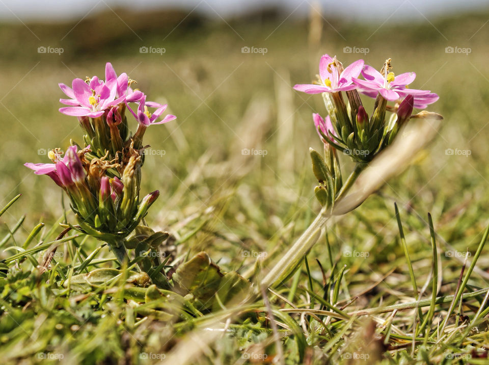 flowers plants pink summer by chris7ben