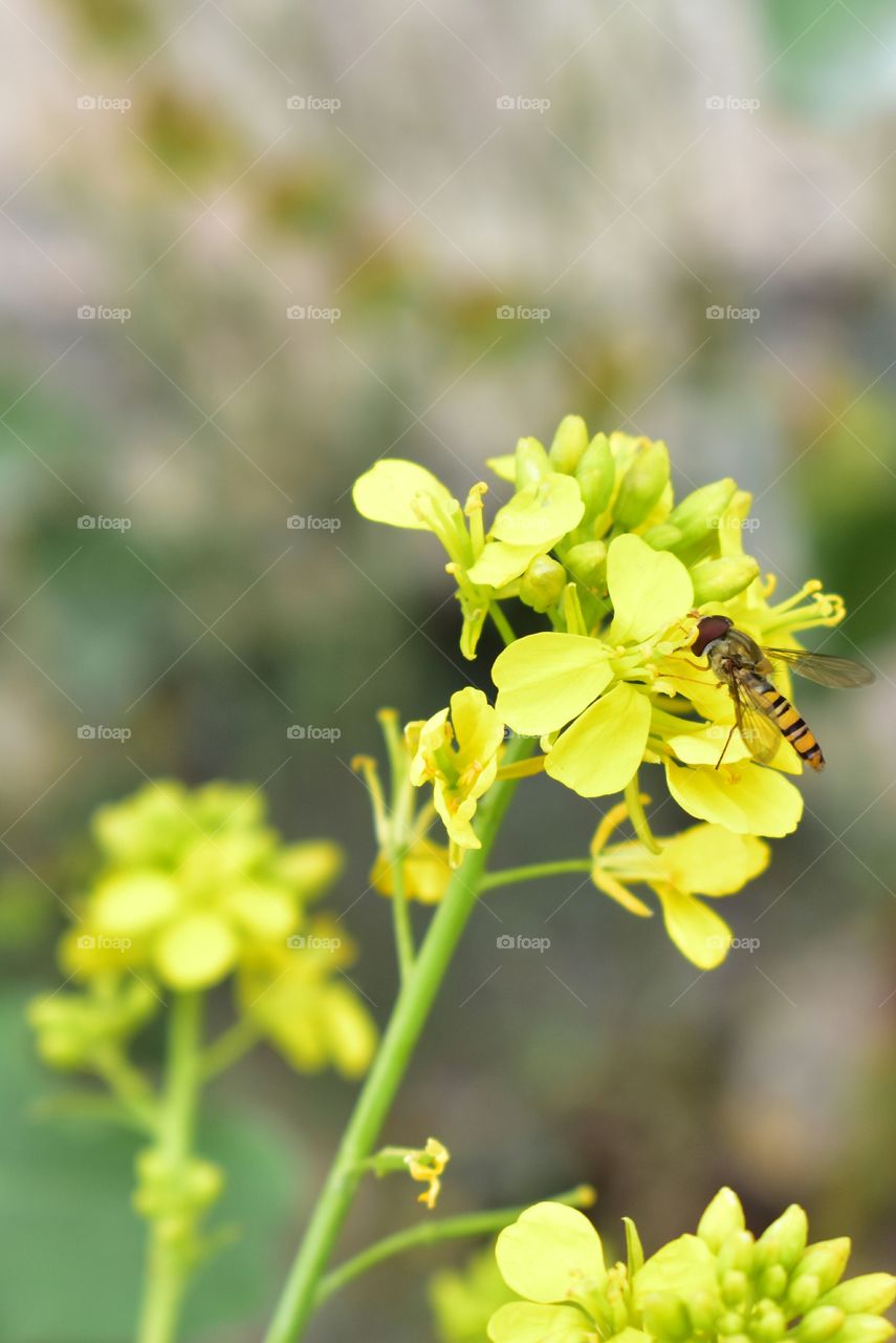 beautiful nature shot in this flower attract bee