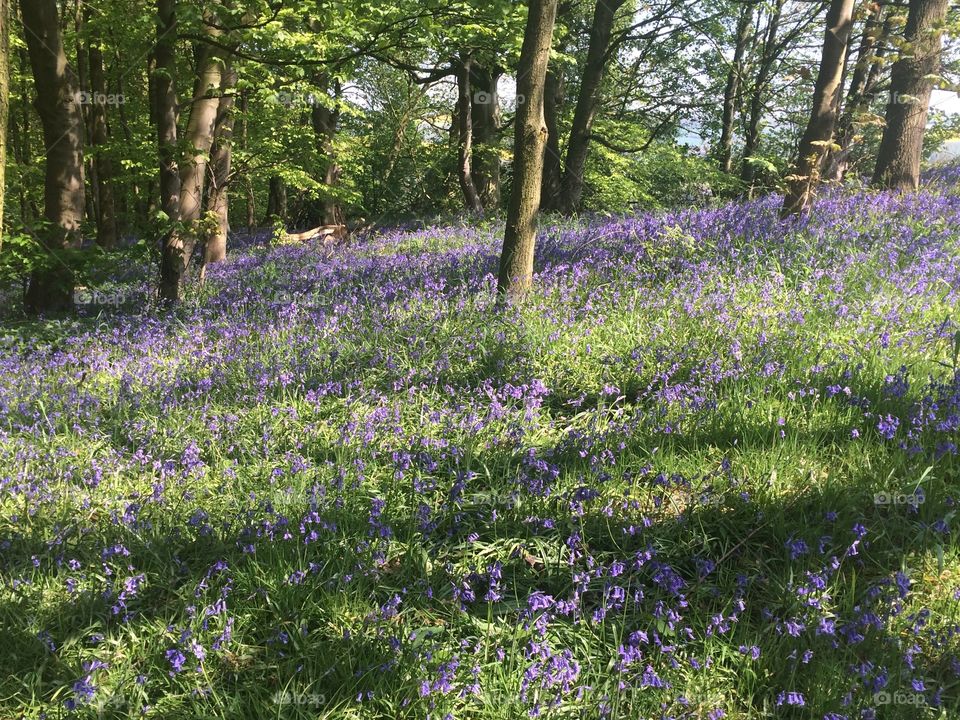 English bluebell woodland in spring bloom