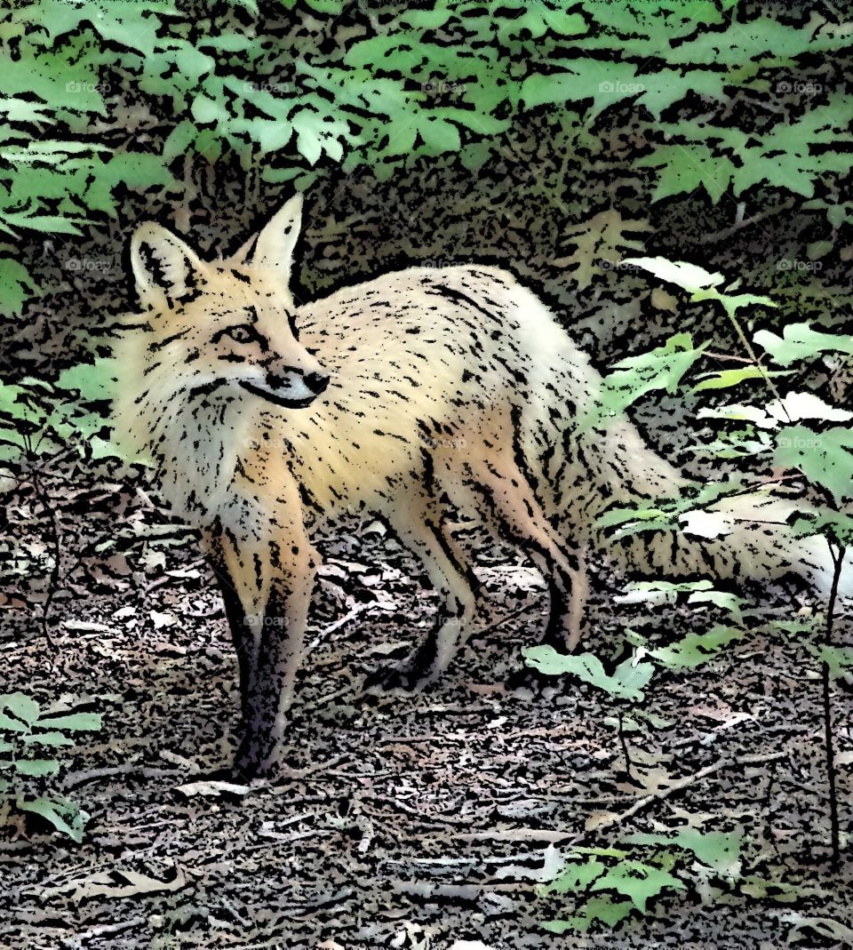 Beautiful young fox in abstract view 