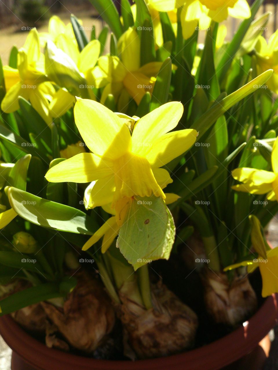 first brimstone butterfly . first brimstone butterfly in a daffodil