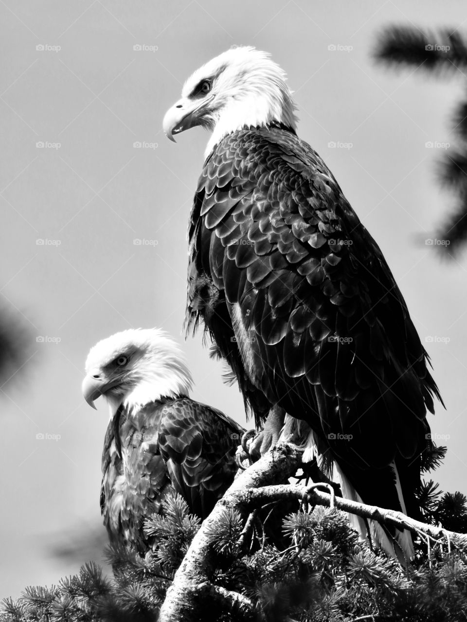 Pair of bald eagles sitting on a tree