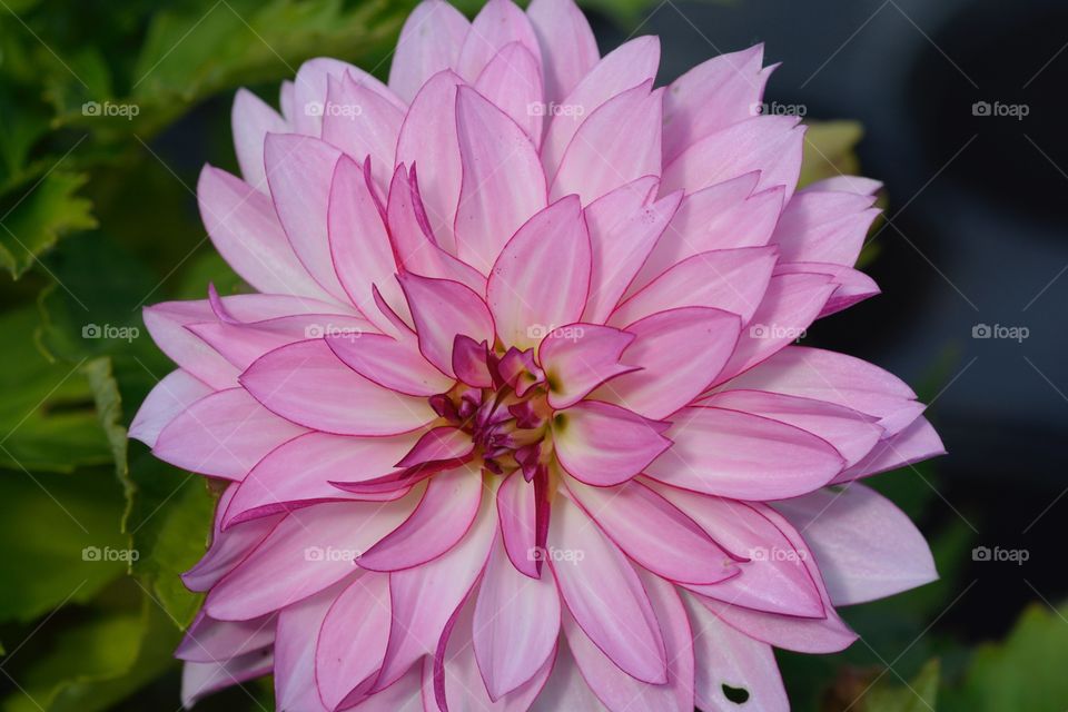 Almost like a cartoon