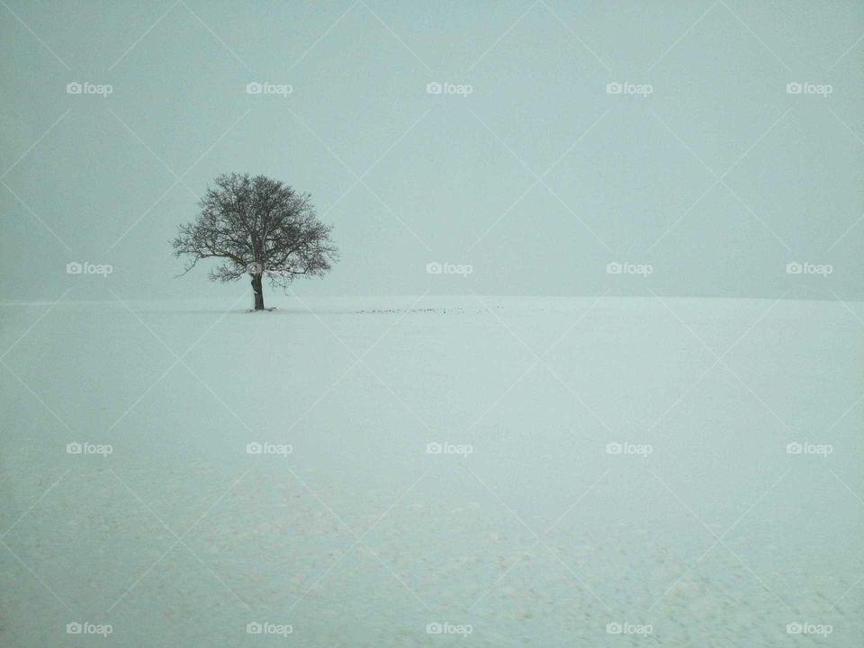 solitude in the snow