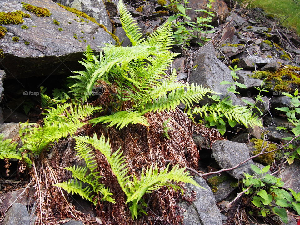 High angle view of leaf on rock