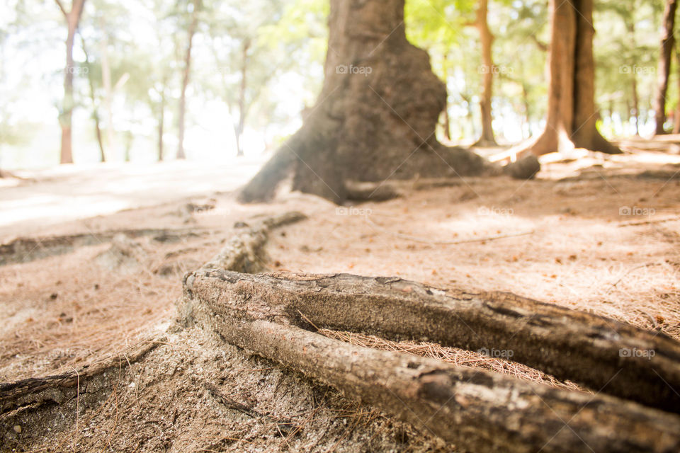 Tree beach and pine cone