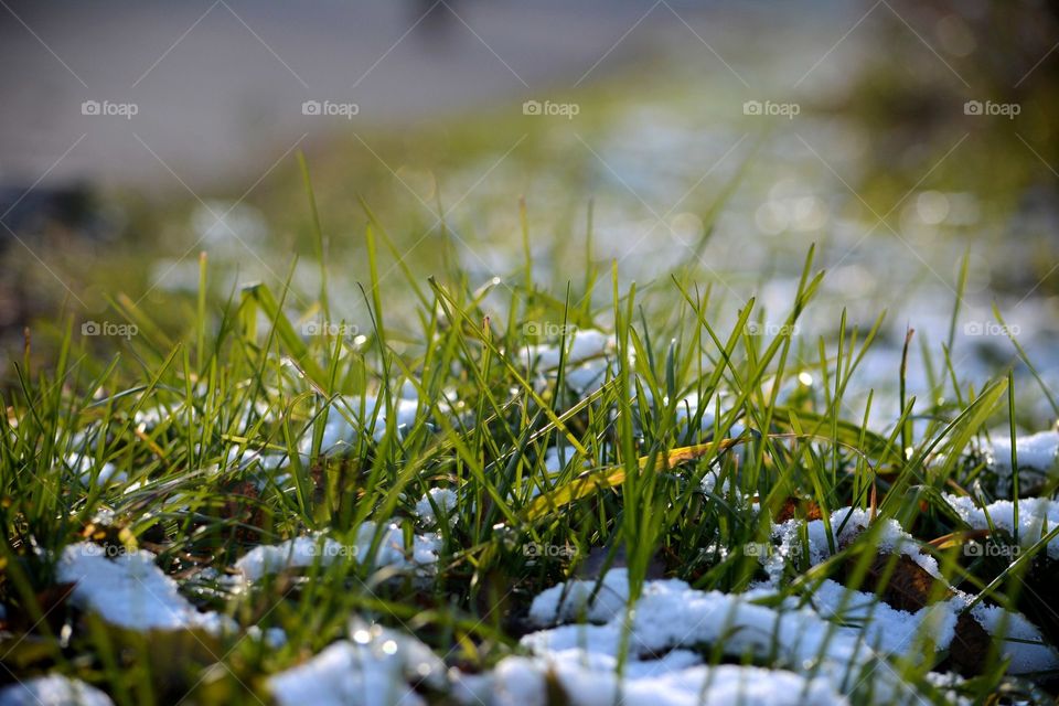 Snow in grass